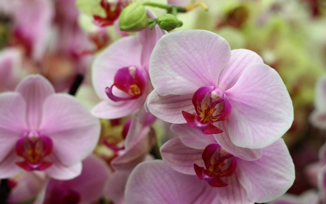 Beautiful Purple Moon Orchid Flower