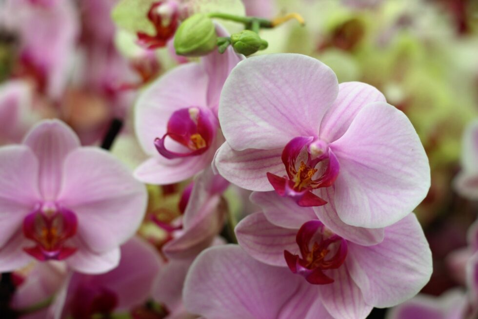 A close up of some pink flowers with green stems