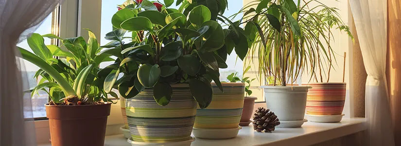 Beautiful Green Plants In Stylish Ceramic Pots