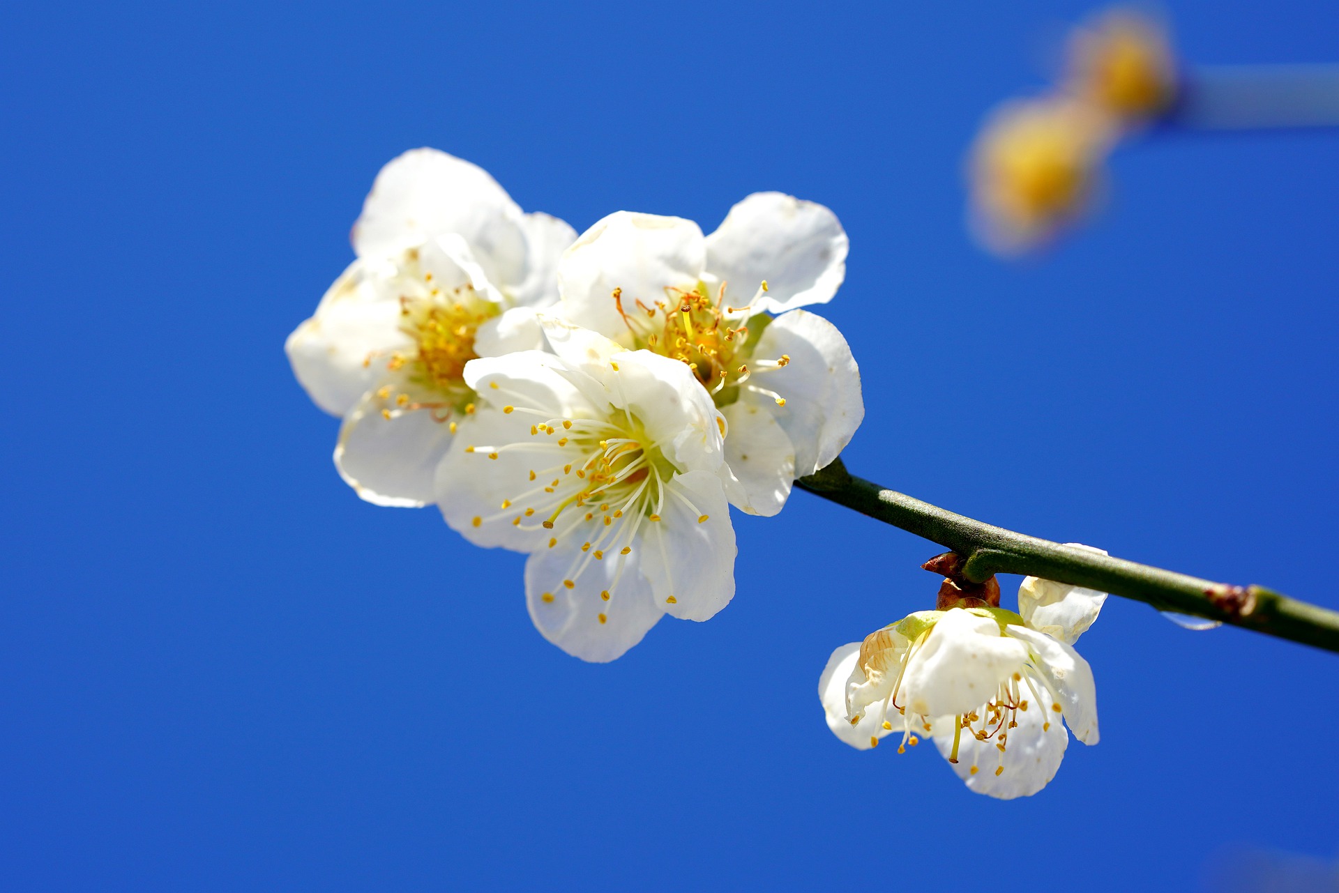 A close up of some white flowers on a tree branch