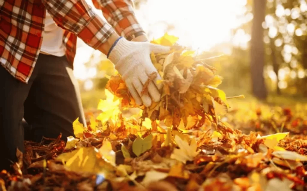 A person in plaid shirt and gloves picking leaves.